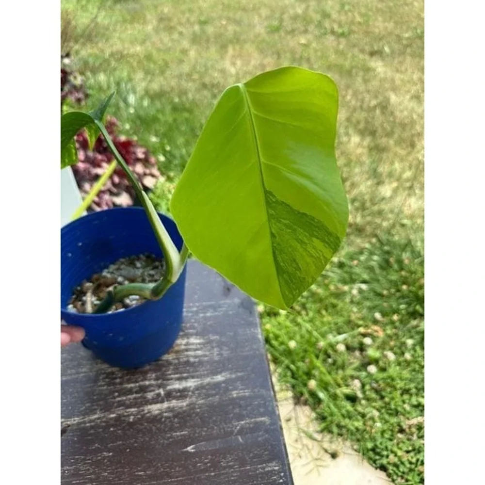 Monstera Aurea Variegated – Exact Live Rooted Plant - US Seller - A3